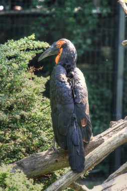 Güney kara Kartallar