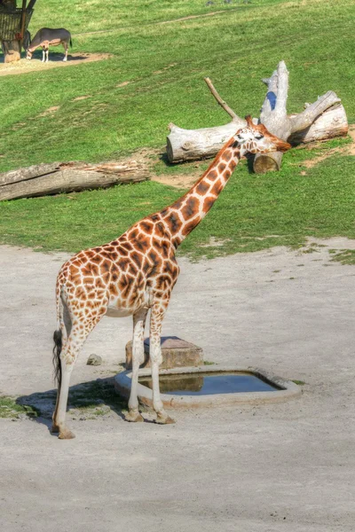 Giraffa camelopardalis rothschildi y pequeño estanque — Foto de Stock