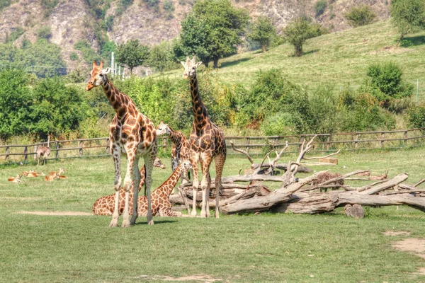 Grupo de jirafas — Foto de Stock