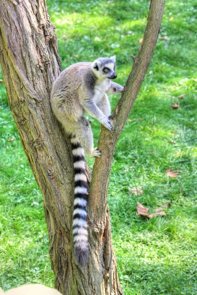 Vithuvad lemur — Stockfoto