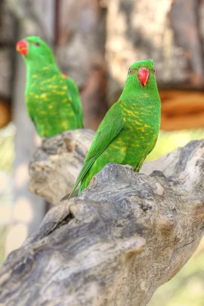 Lorikeet dal petto squamoso — Foto Stock