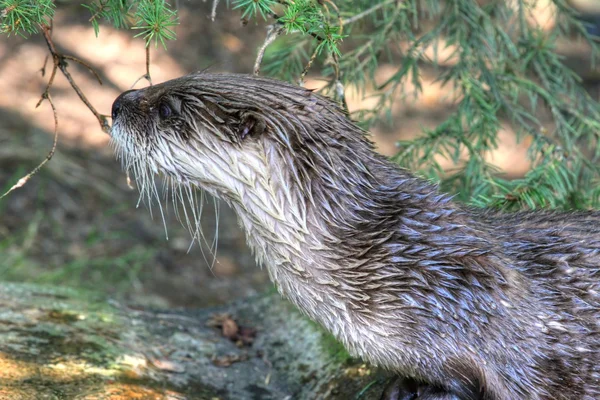 Otter met natte haren — Stockfoto