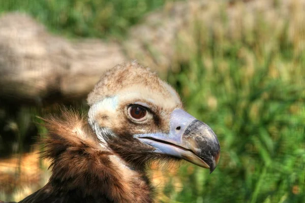 Aegypius monachus — Fotografia de Stock