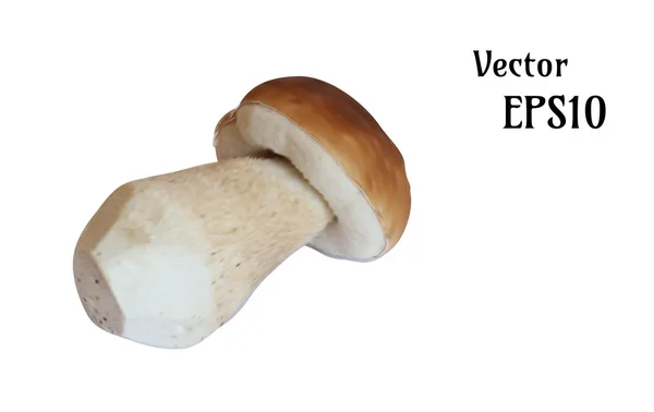 Illustrazione realistica del fungo, vettore — Vettoriale Stock