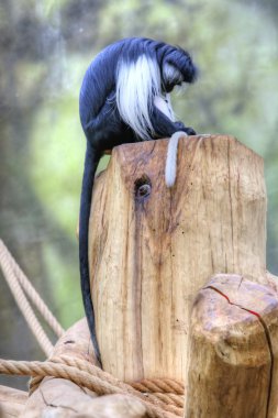 angolan colobus clipart