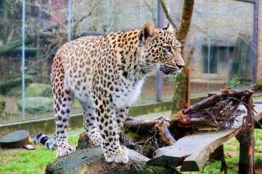 leopar