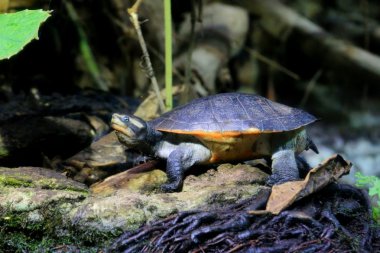 cooter