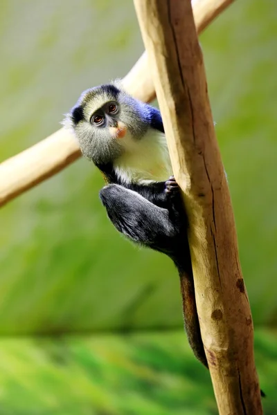 Macaco campbell — Fotografia de Stock