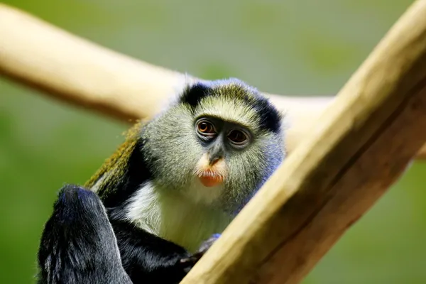 Macaco campbell — Fotografia de Stock