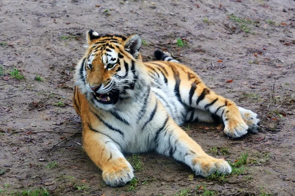 Amur tiger — Stock Photo, Image