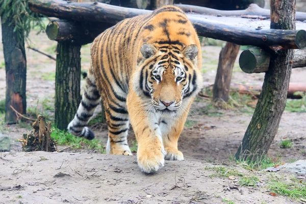 Tigre de Amur — Foto de Stock