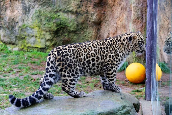 Leopard — Stock Photo, Image