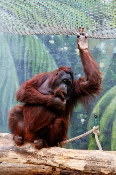 Orangutan — Fotografie, imagine de stoc