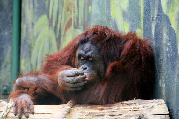 Orangután —  Fotos de Stock