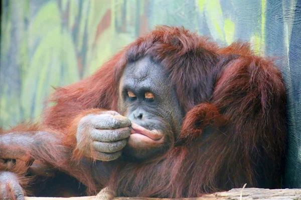 Orangutang — Stockfoto