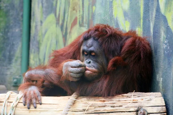 Orangutang — Stockfoto