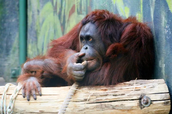 Orangutang — Stockfoto