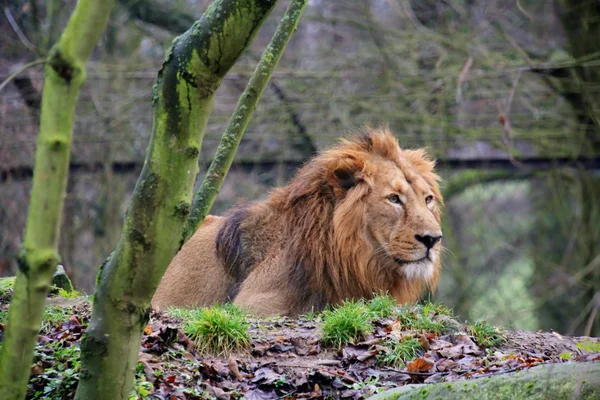 Male of asiatic lion — Stock Photo, Image