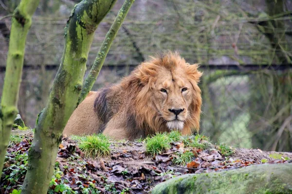 Male of asiatic lion — Stock Photo, Image