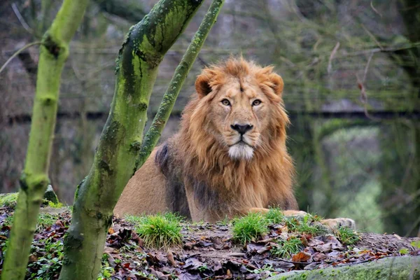 Male of asiatic lion — Stock Photo, Image