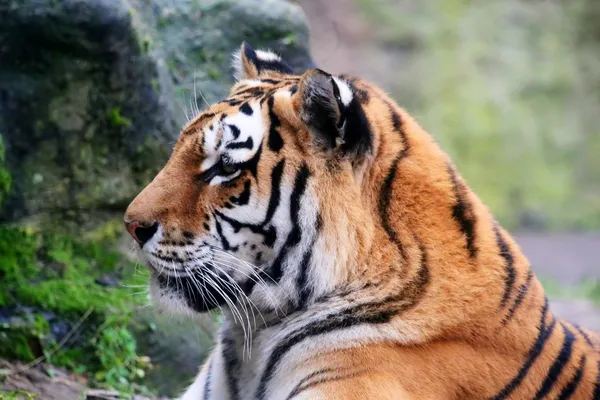 Tigre de Amur — Foto de Stock