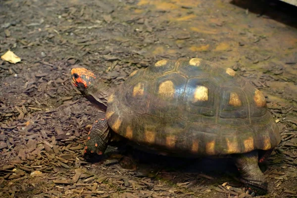 Röd-footed sköldpaddor — Stockfoto