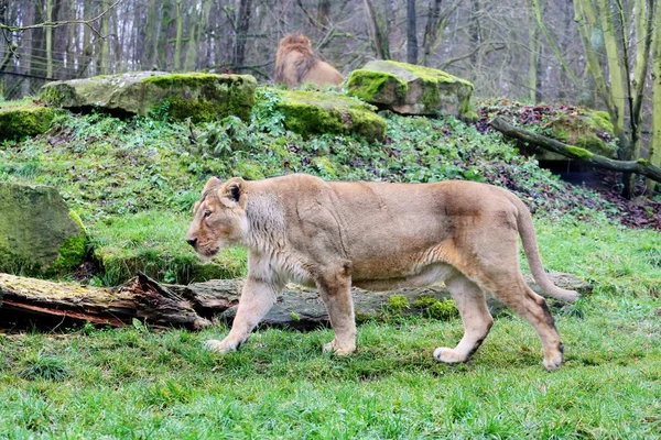 Female and male of asiatic lion — Stock Photo, Image