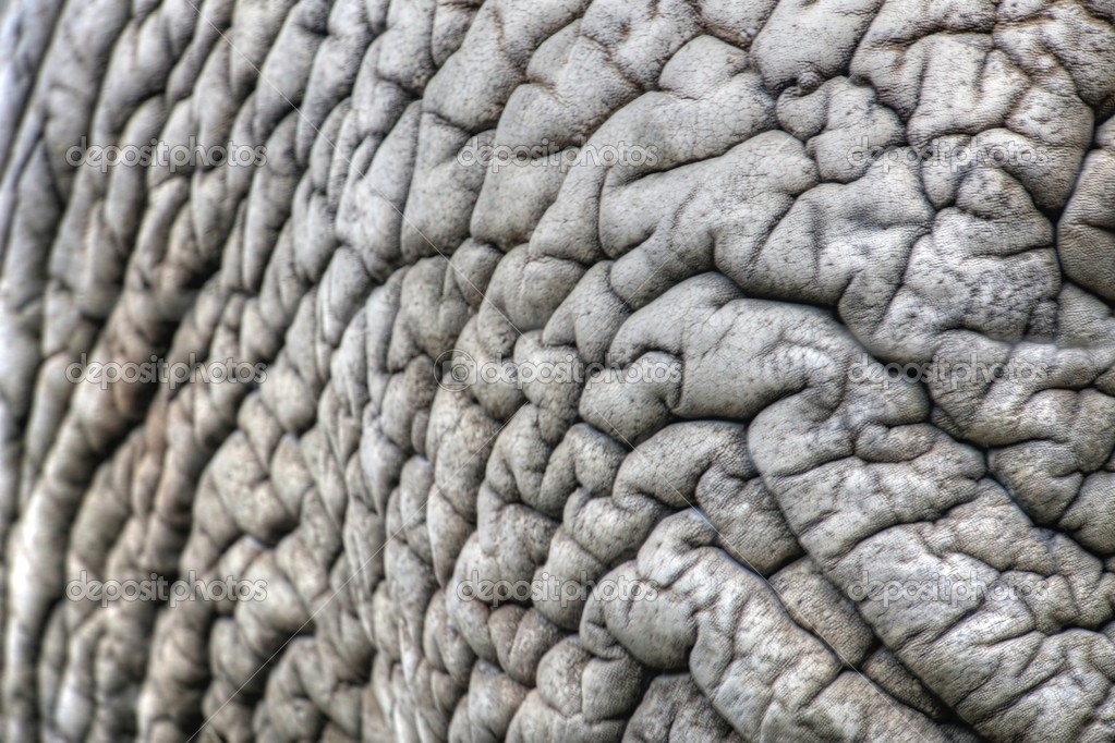 African elephant skin — Stock Photo © muuraa 38255577