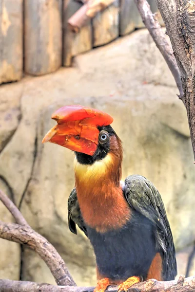 Ryšavý hornbill — Stock fotografie