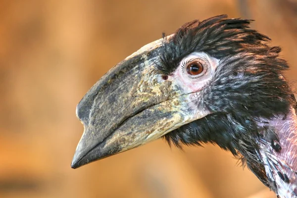 Trumpeter Hornbill — Stock Photo, Image