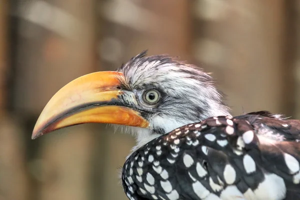 Hornbill amarelo-faturado oriental — Fotografia de Stock