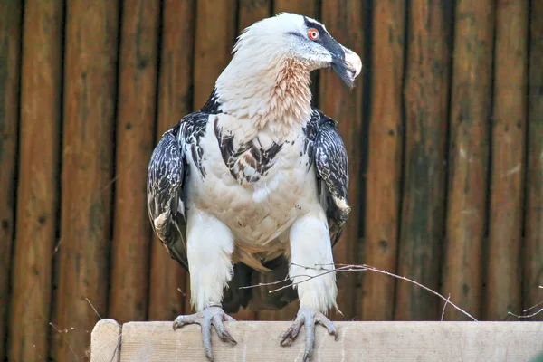 Eurasiática Lammergeier — Fotografia de Stock