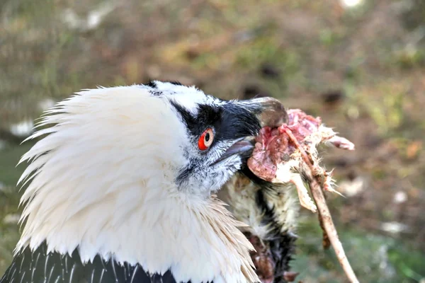 Eurasian Lammergeier — Stock Photo, Image