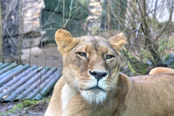 Cabeza de león femenino — Foto de Stock