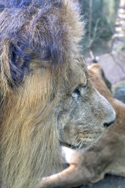 Lion's Head — Stock Photo, Image