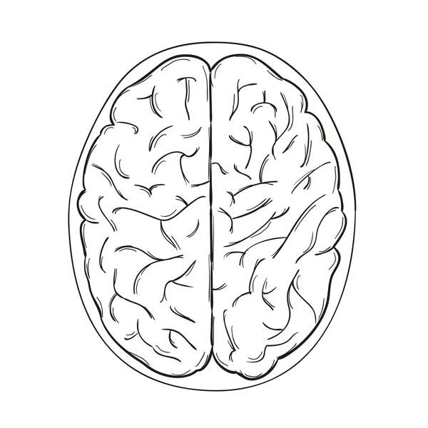 Mózg ludzki — Wektor stockowy
