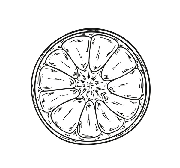 草绘的橘红色 — 图库矢量图片