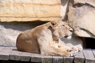 Aslan fotoğraf