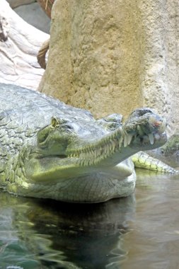 Gharial