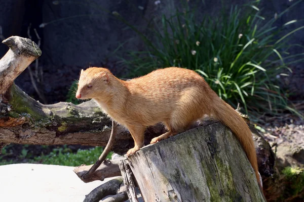 Slender mongoose — Stock Photo, Image