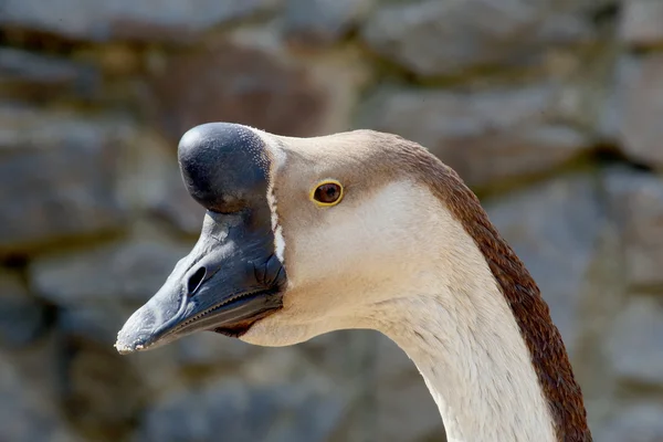 African goose — Stock Photo, Image