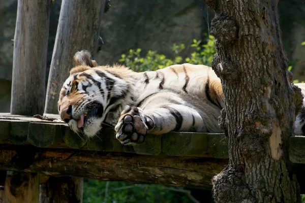 Photo of the tiger — Stock Photo, Image
