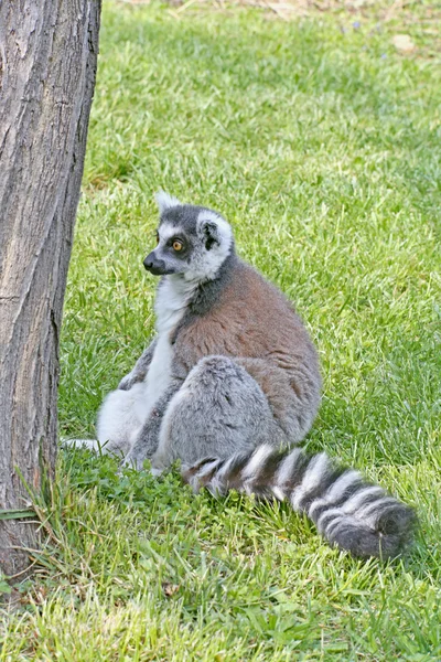 Lemur foto — Fotografia de Stock