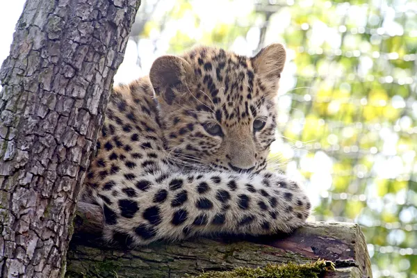 Amur Leopardo — Foto de Stock