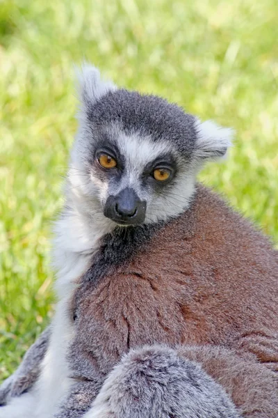 Lemur foto — Fotografia de Stock