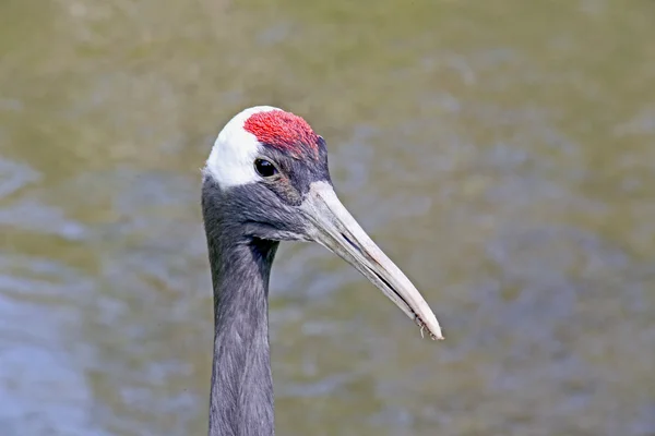 Red-crowned crane — Stock Photo, Image