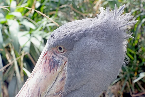 Shoebill — Stock Photo, Image