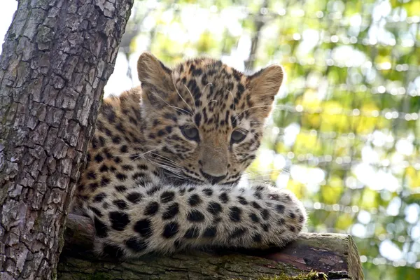 Amur Leopardo — Foto de Stock