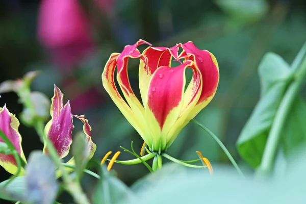 Blume mit roten Blütenblättern — Stockfoto