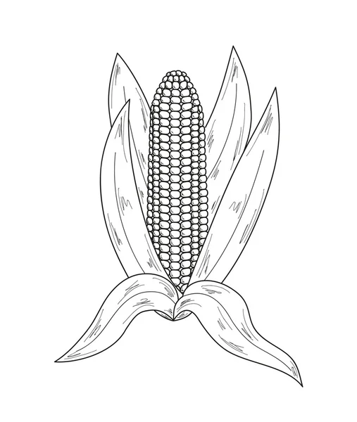 Croquis, maïs — Image vectorielle
